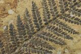 Rare, Pennsylvanian, Fossil Fern (Pecopteris) Frond - Austria #264529-2